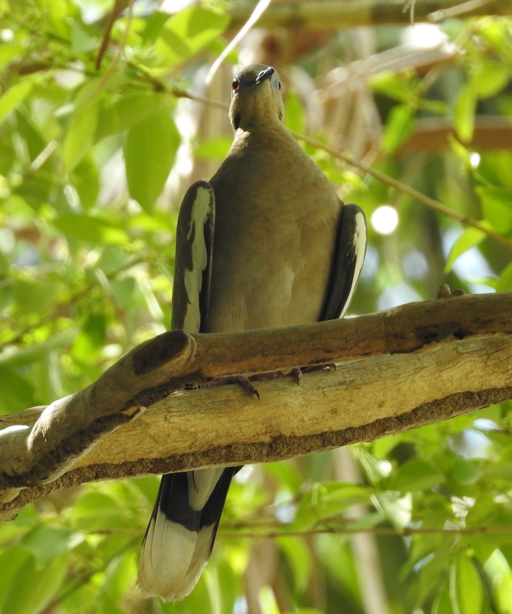 White-winged Dove - ML29840411