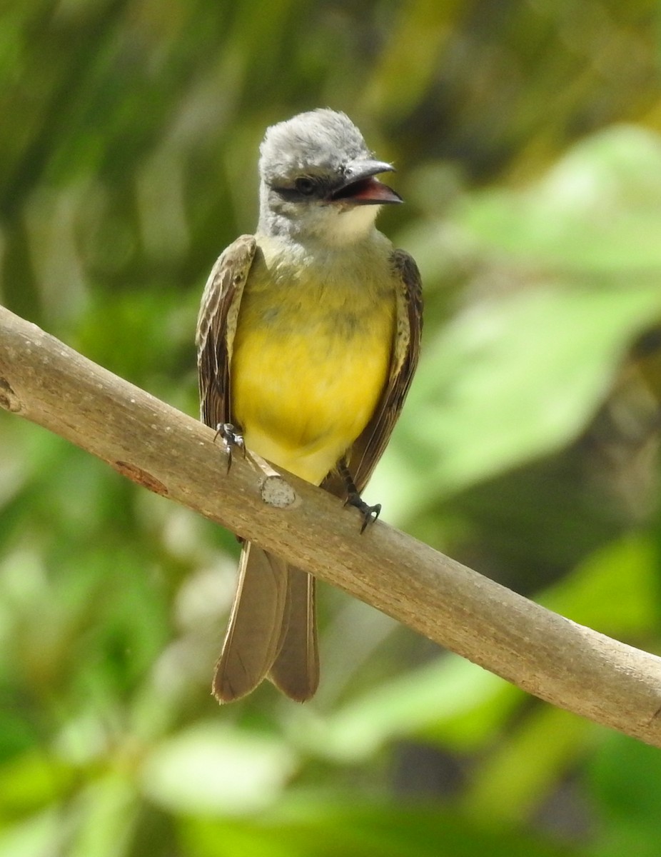 Tropical Kingbird - ML29840441