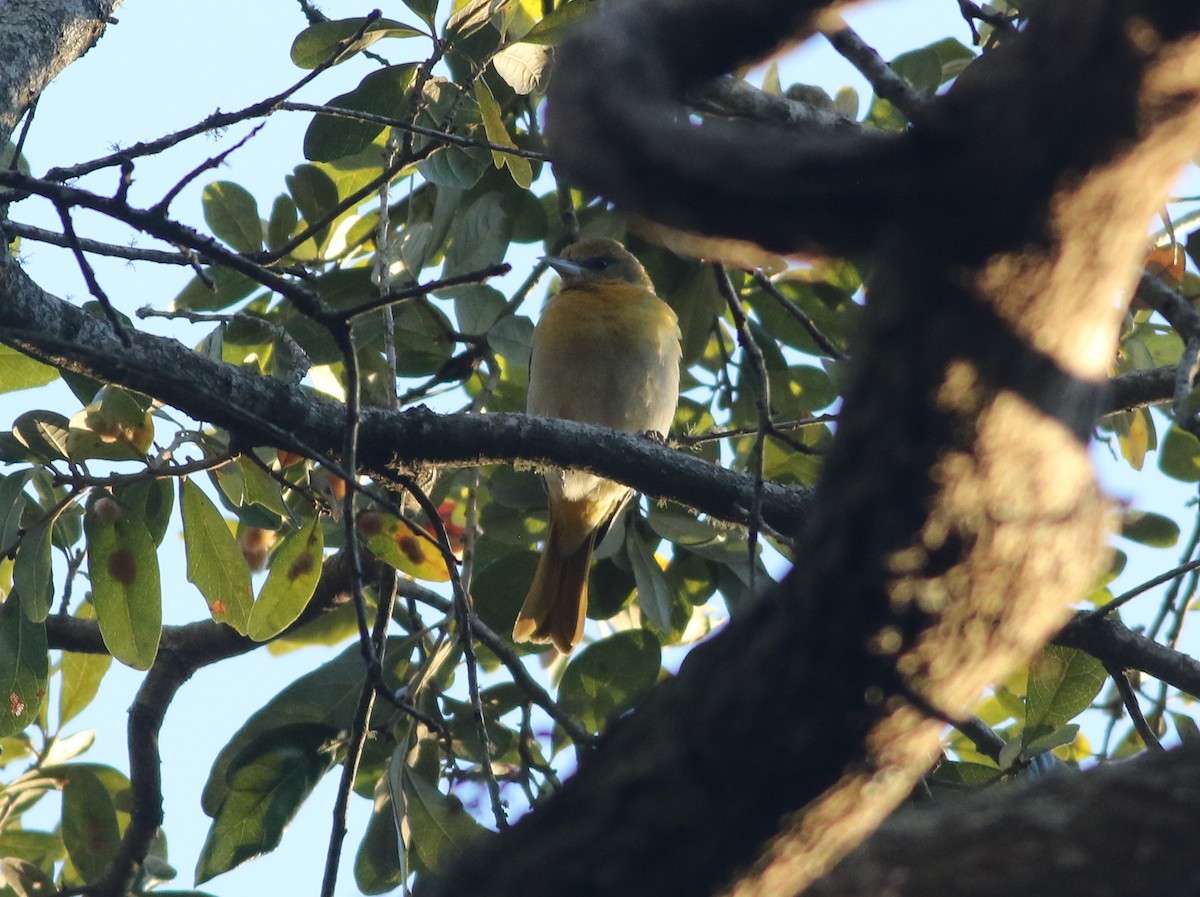 Baltimore Oriole - ML298408011