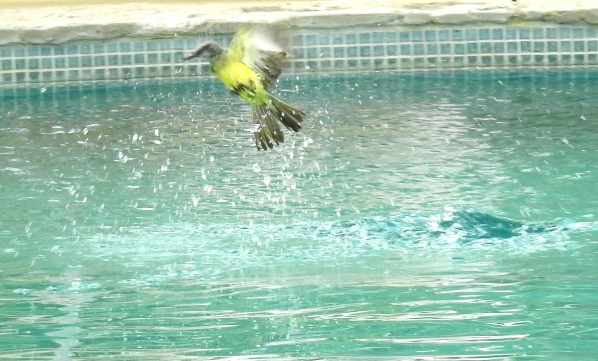 Tropical Kingbird - ML29840871