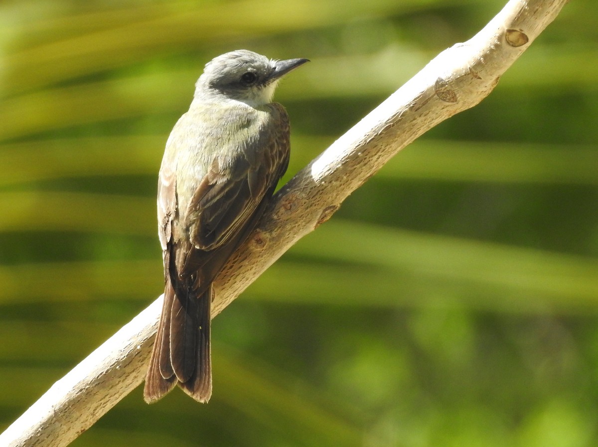 Tropical Kingbird - ML29840881