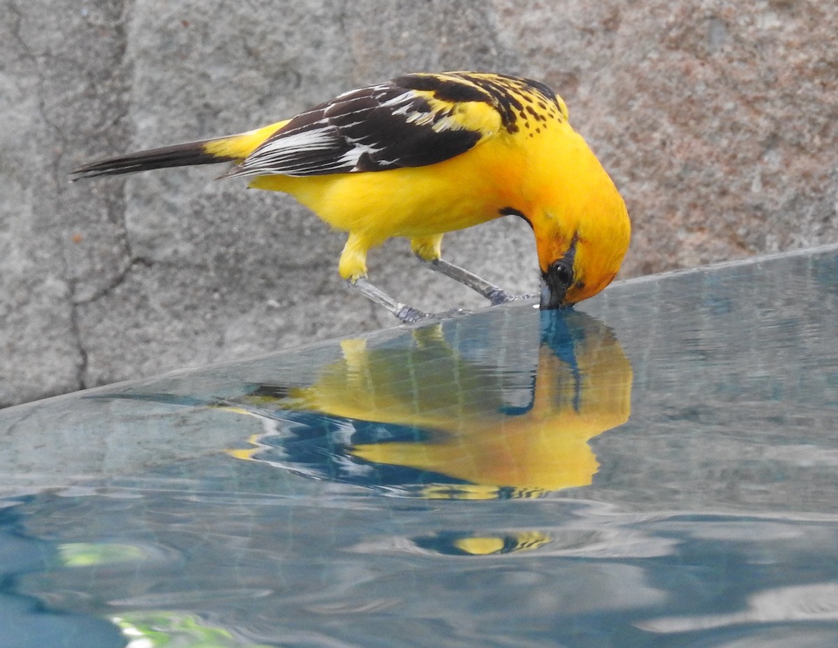 Streak-backed Oriole - ML29840891