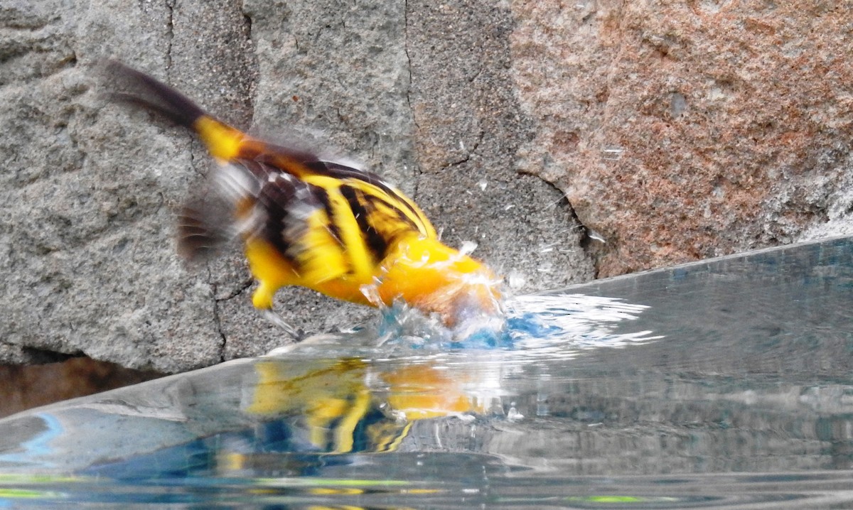 Streak-backed Oriole - ML29840901