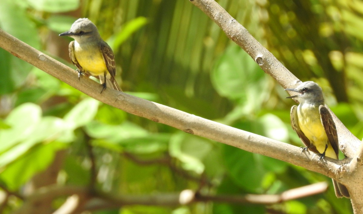 Tropical Kingbird - ML29840921