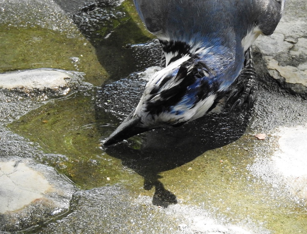 White-throated Magpie-Jay - ML29840951
