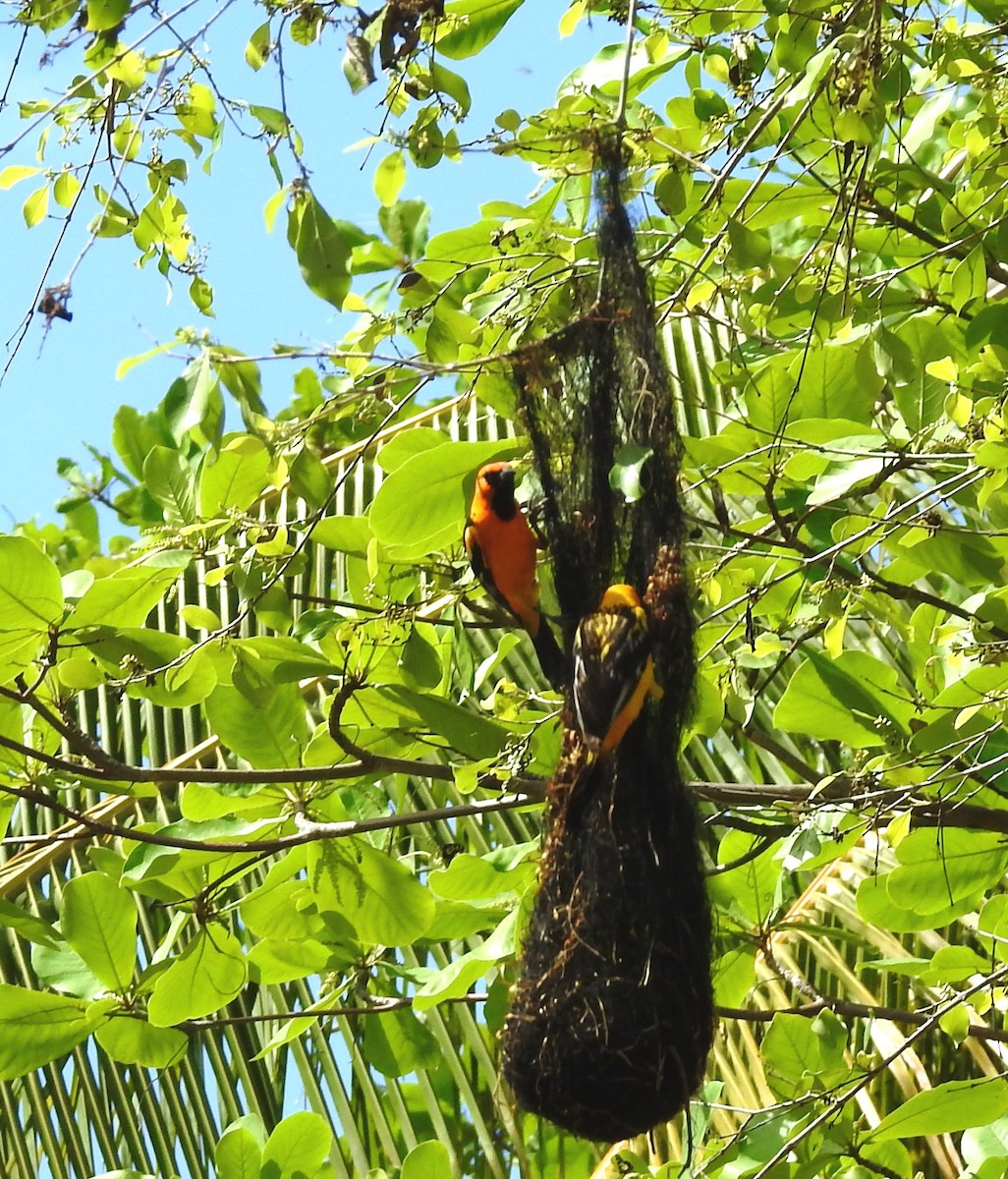 Streak-backed Oriole - ML29840961