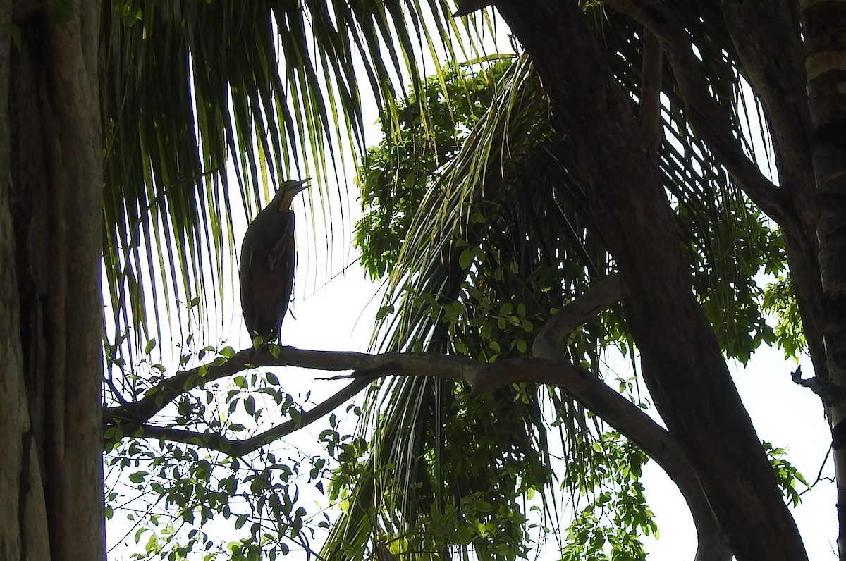 Bare-throated Tiger-Heron - ML29840981