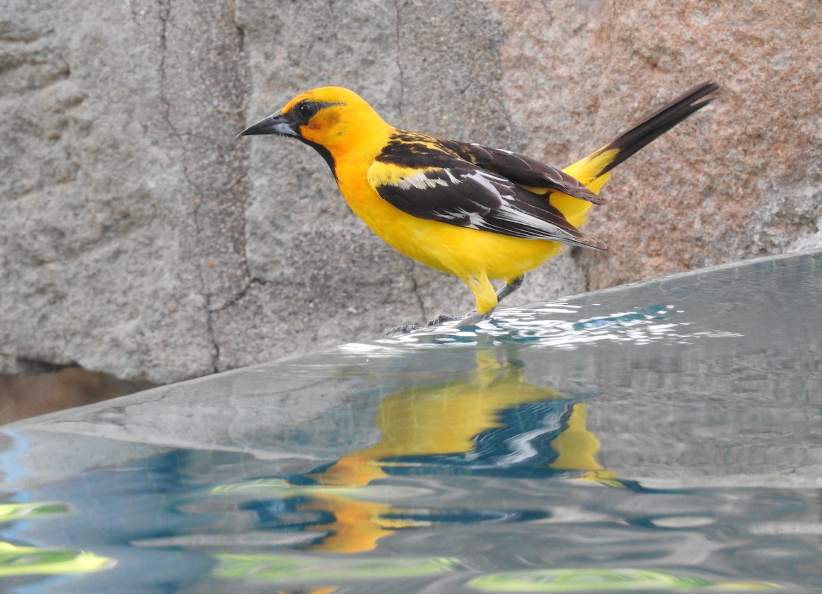 Streak-backed Oriole - ML29840991