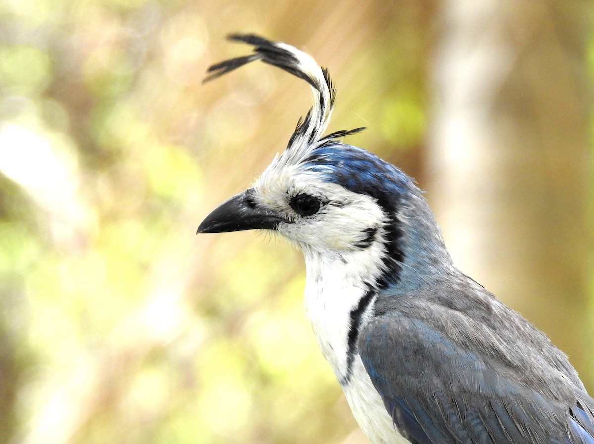 White-throated Magpie-Jay - ML29841001