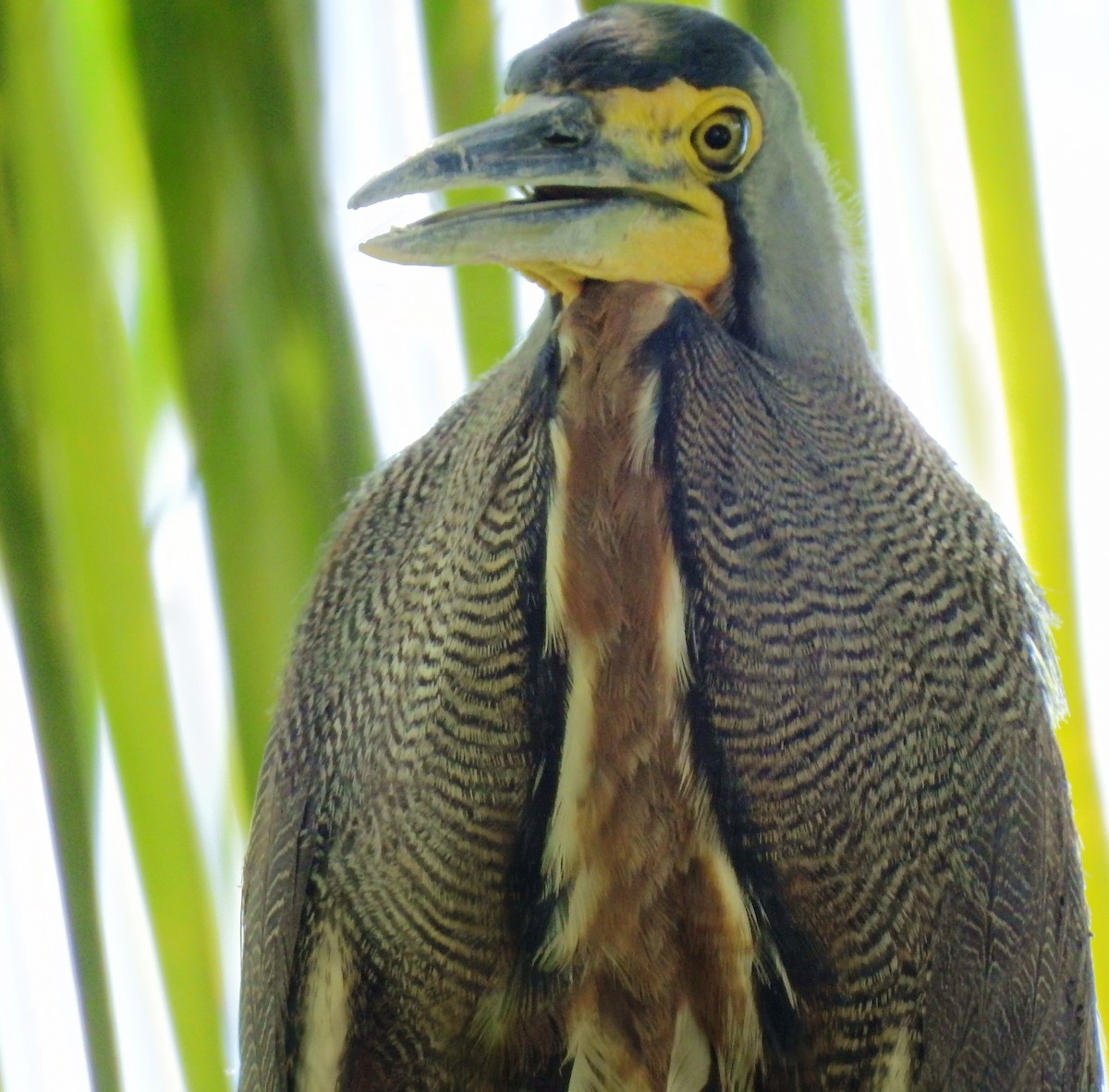 Bare-throated Tiger-Heron - ML29841021