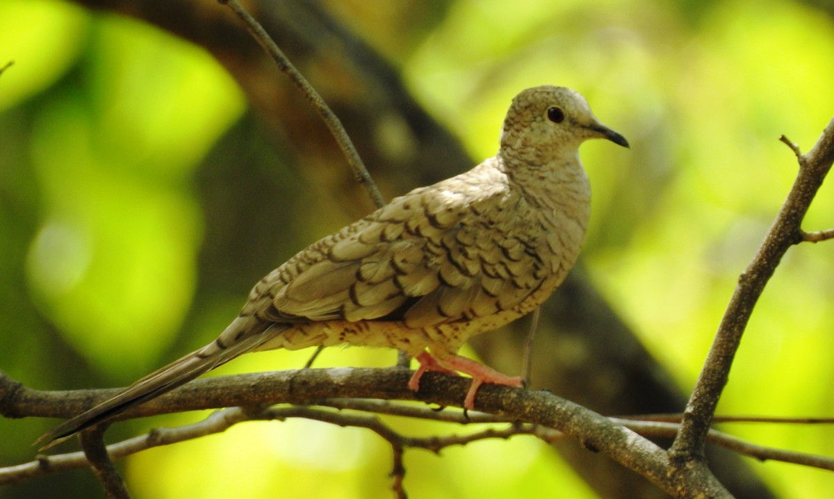 Inca Dove - ML29841051