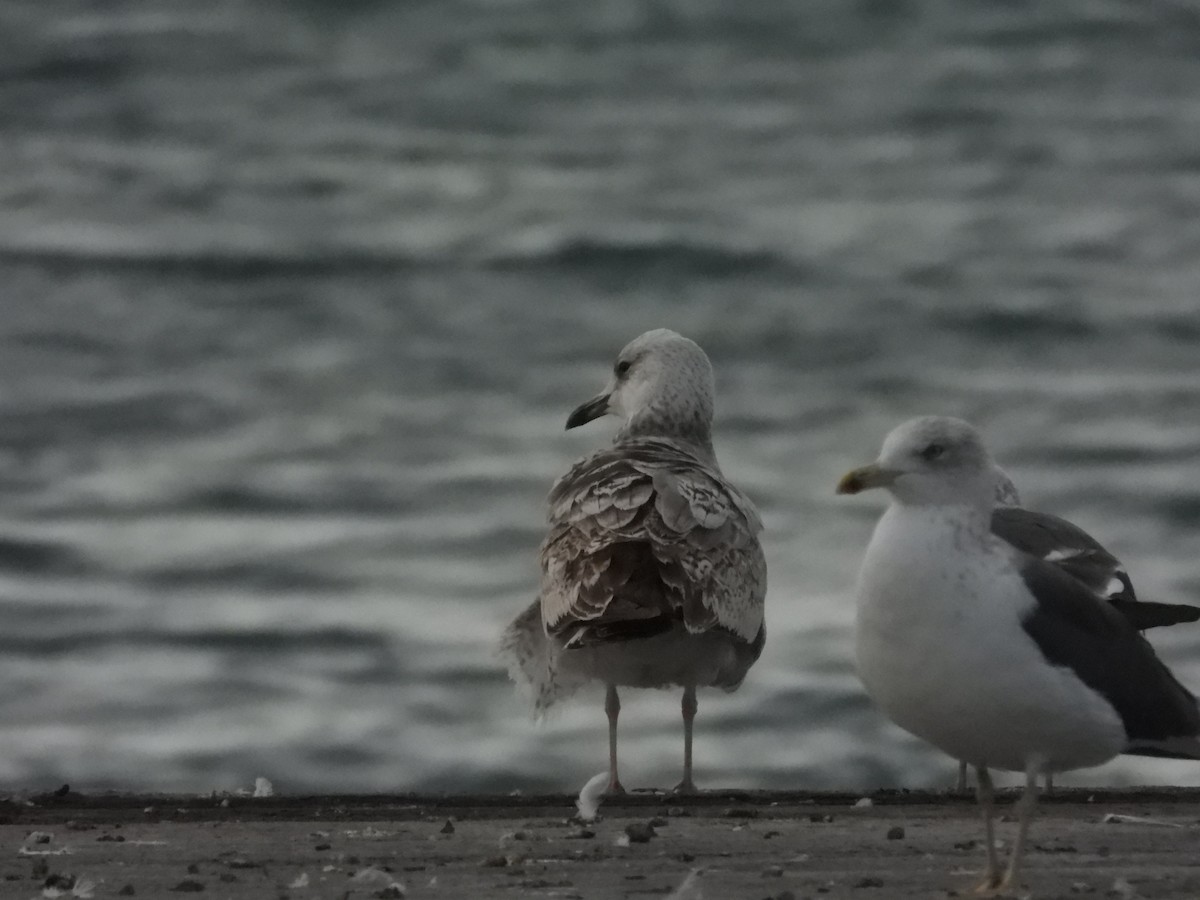 Caspian Gull - ML298410741