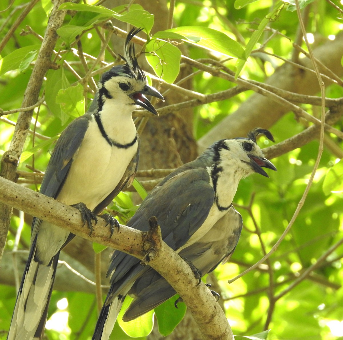White-throated Magpie-Jay - ML29841091