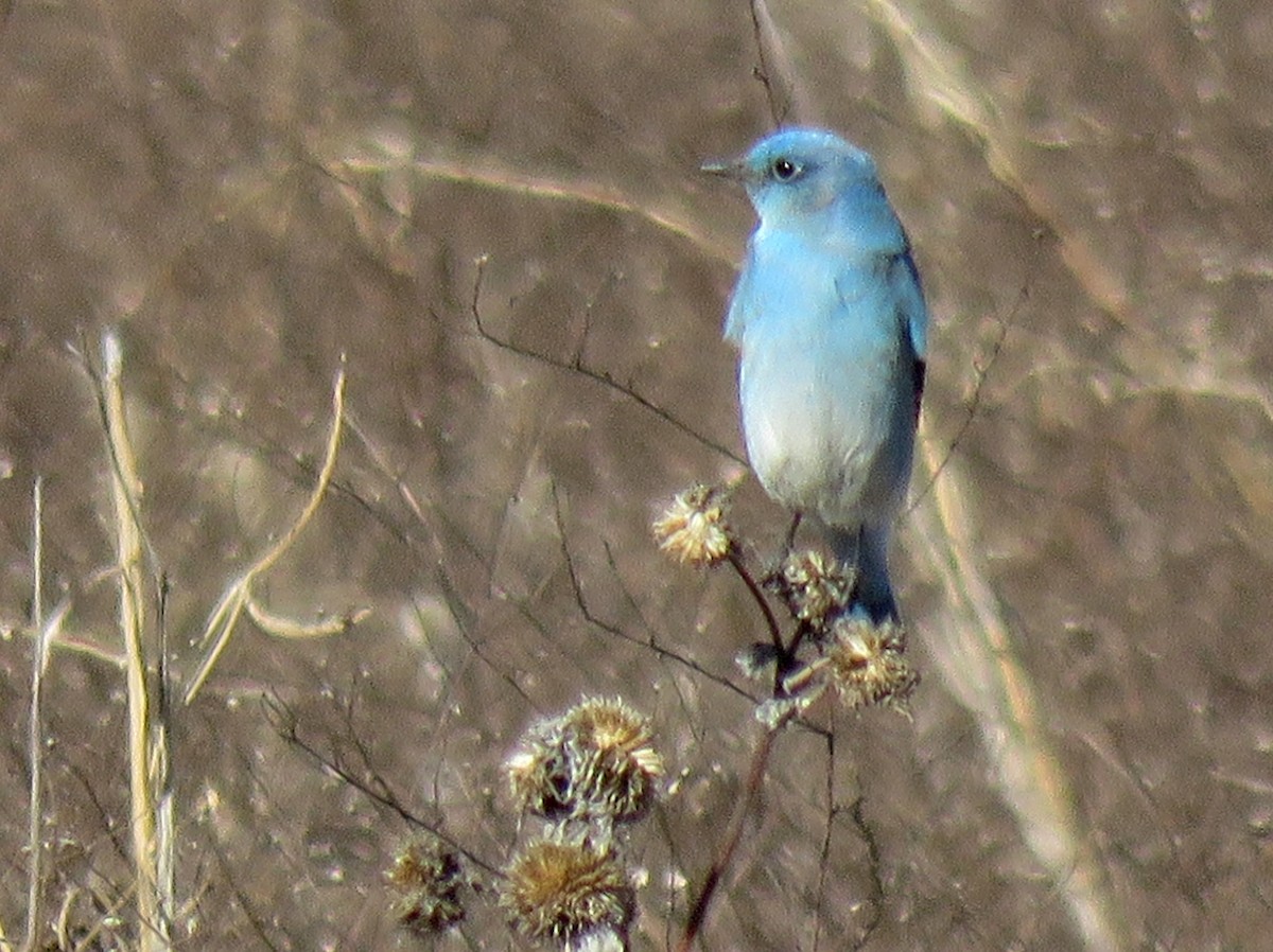 Mountain Bluebird - Tal Roberts