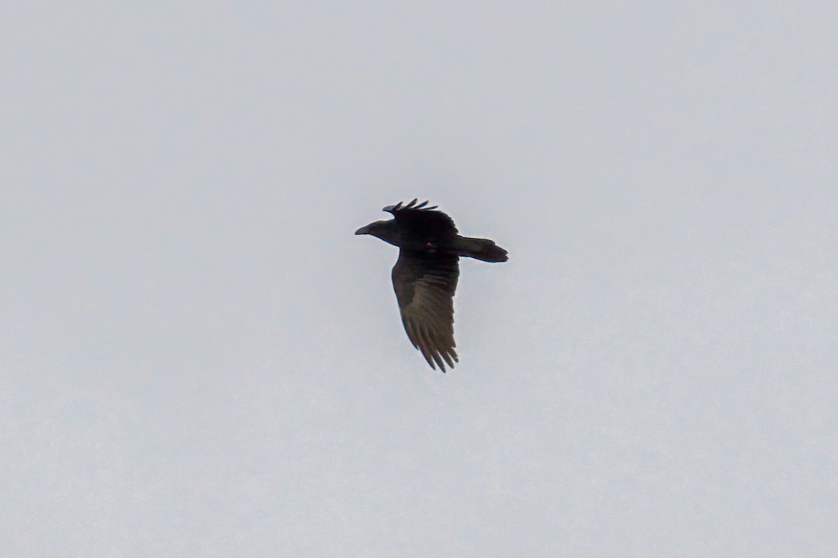 Common Raven - ML298412701