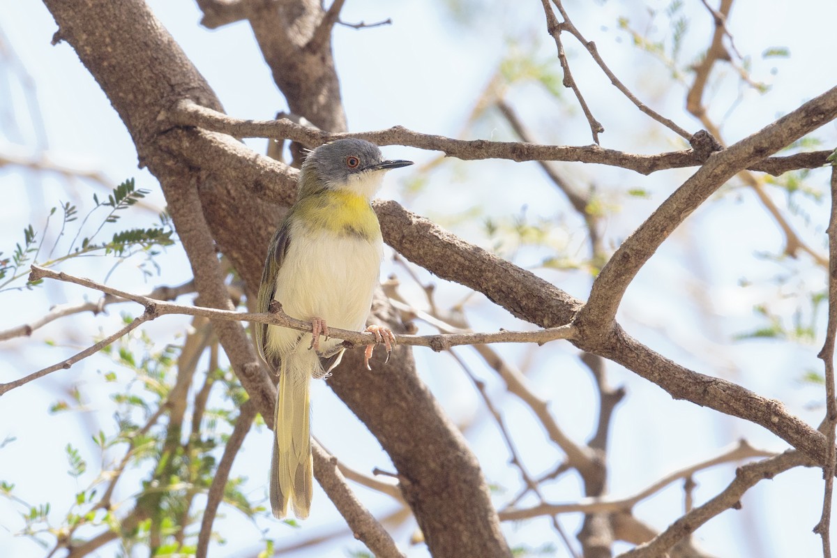 Yellow-breasted Apalis - ML298412821