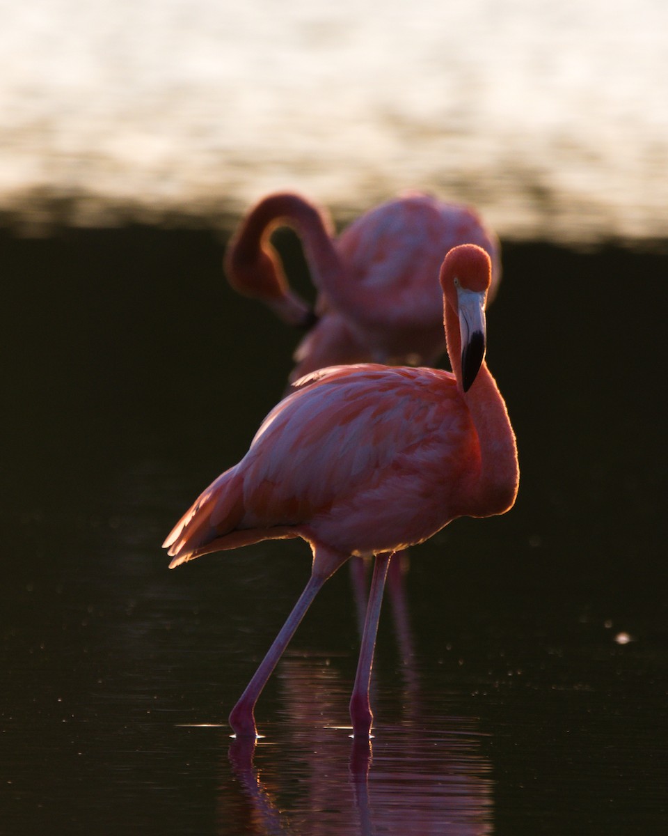 American Flamingo - ML298413231