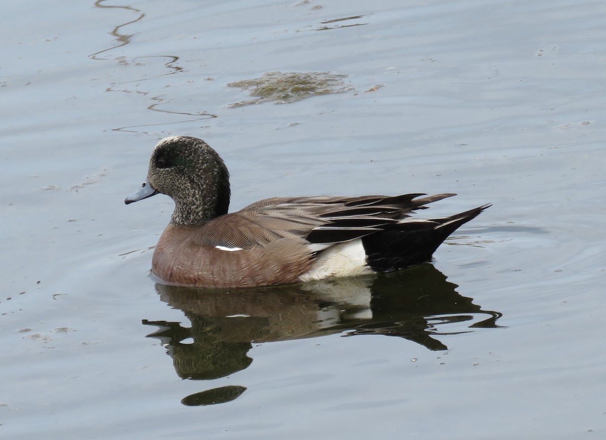 American Wigeon - Jan Thom