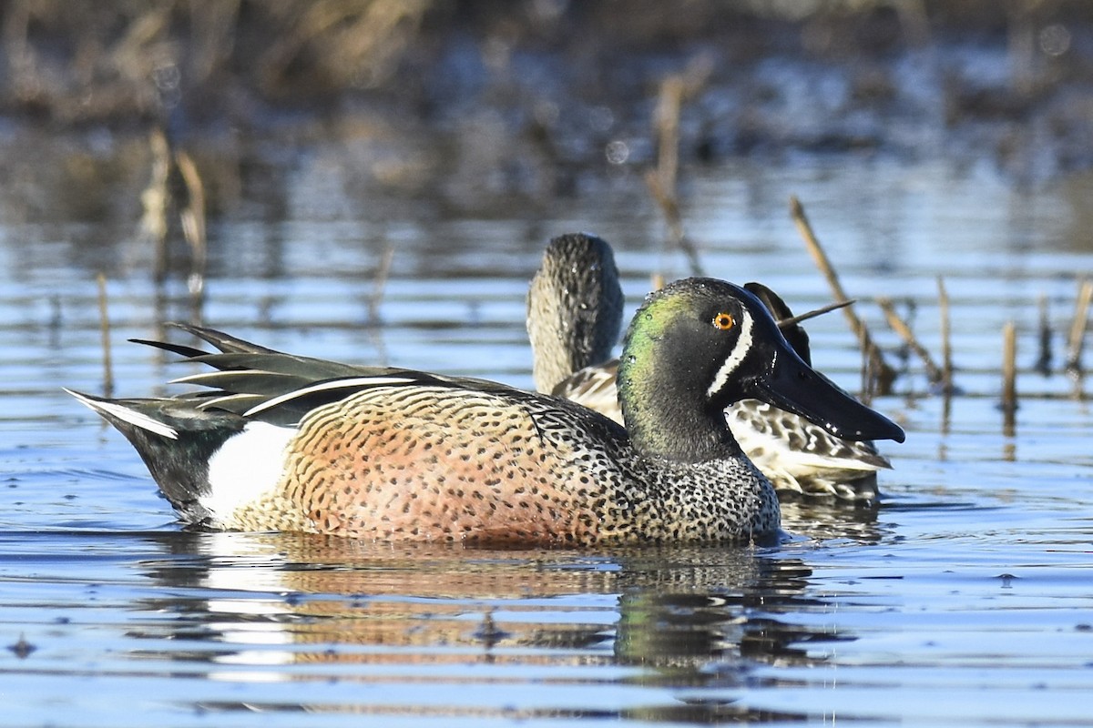 Blue-winged Teal x Northern Shoveler (hybrid) - Max Brodie