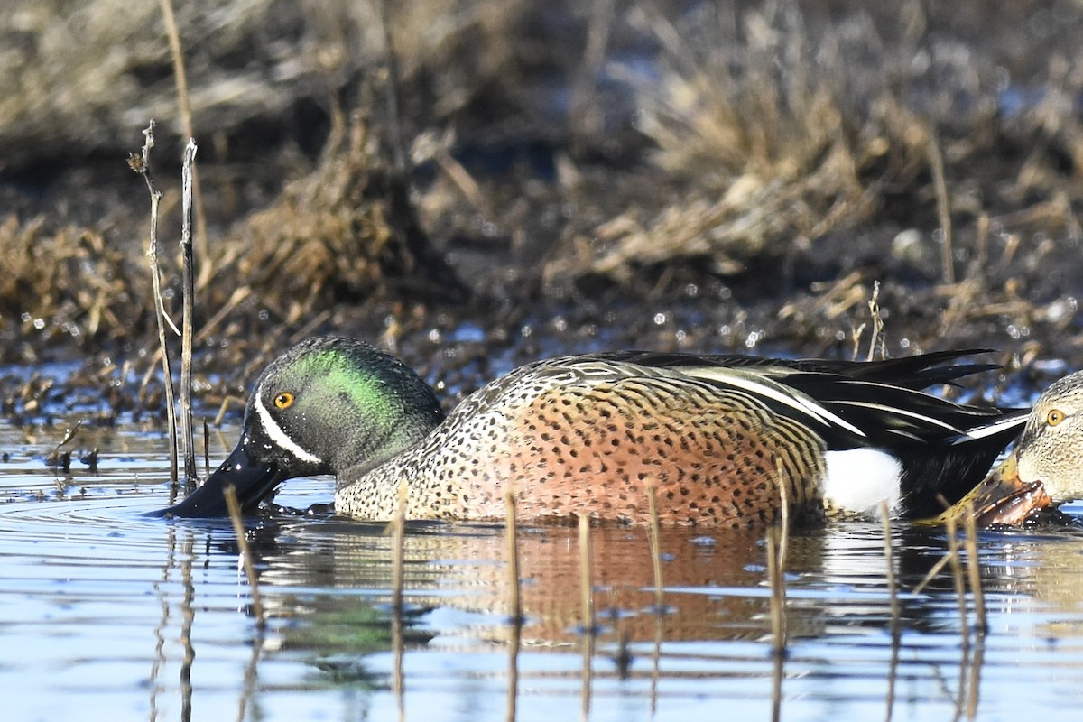 Blue-winged Teal x Northern Shoveler (hybrid) - Max Brodie