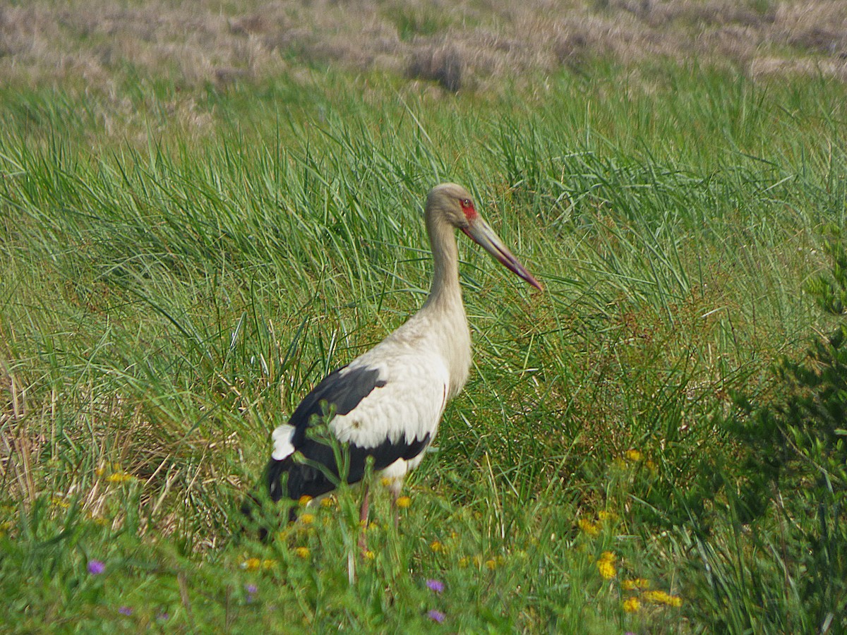 Maguari Stork - ML298415961