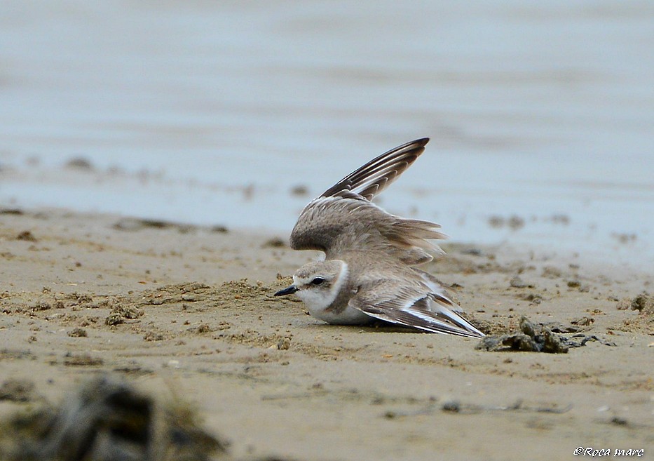 Kentish Plover - Marc Roca