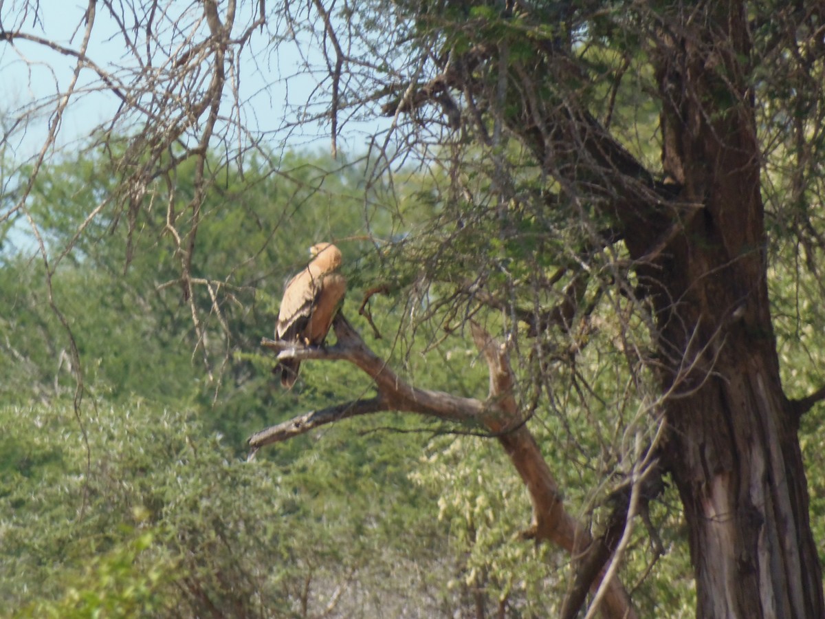 Tawny Eagle - Andrew Magel