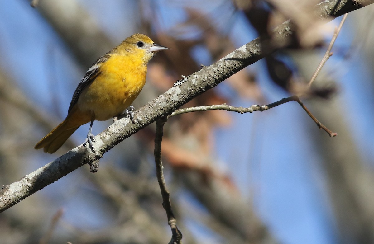 Baltimore Oriole - ML298417111