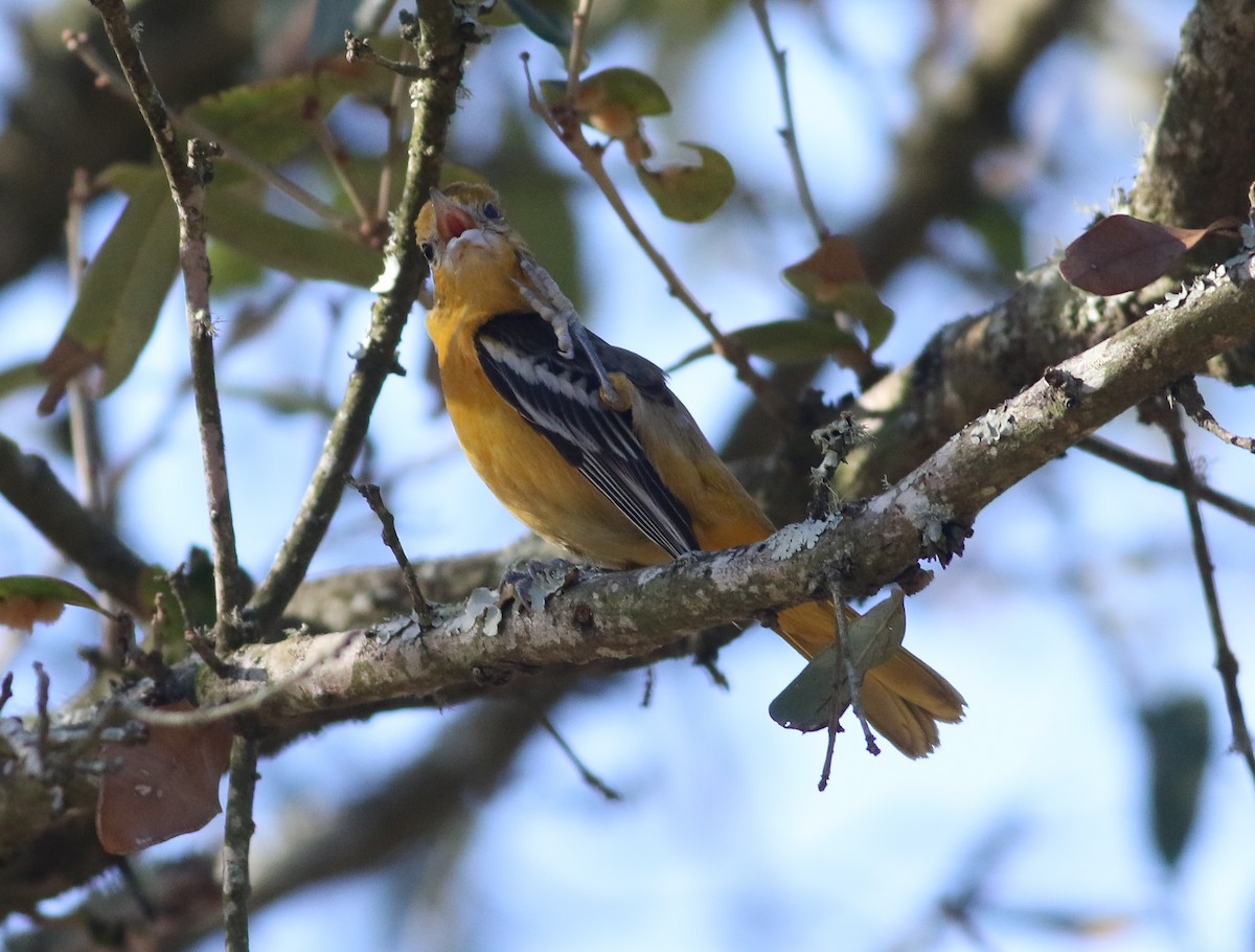 Baltimore Oriole - ML298417191