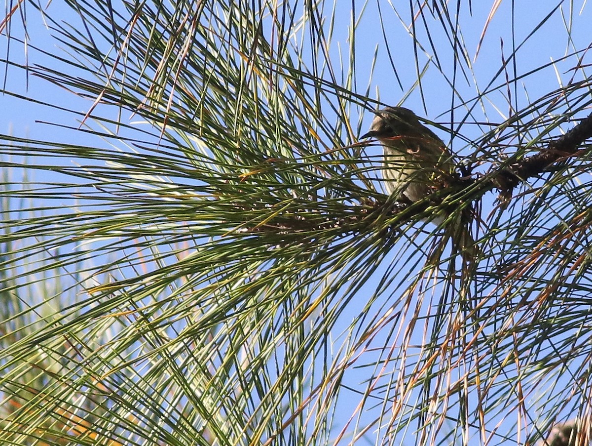 Cape May Warbler - ML298417621