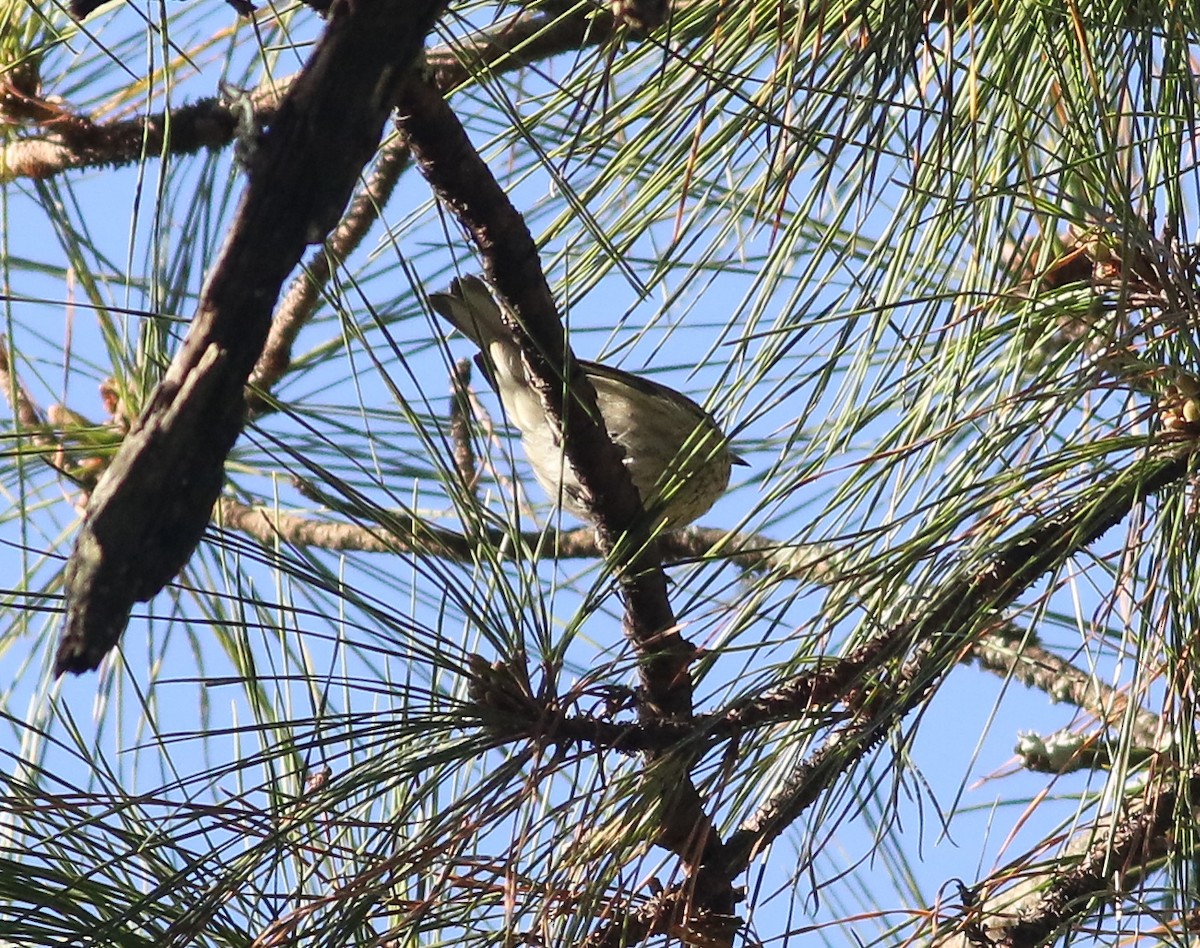 Cape May Warbler - ML298417671