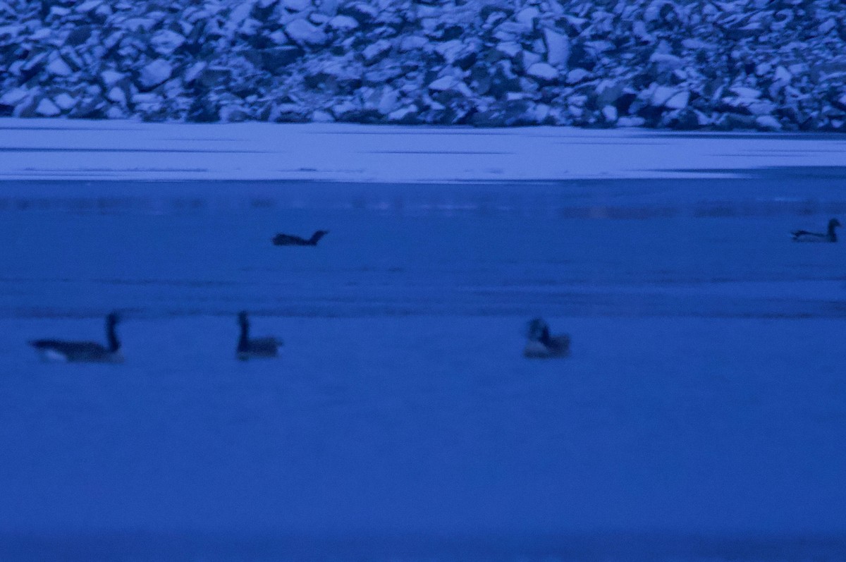 Brant - ML298418811