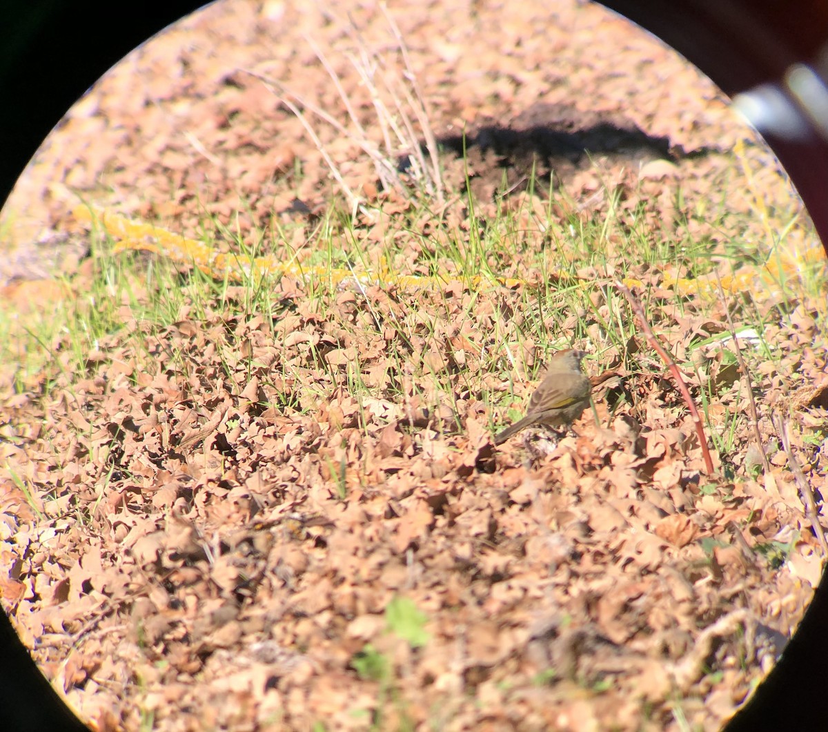 Green-tailed Towhee - ML298419631