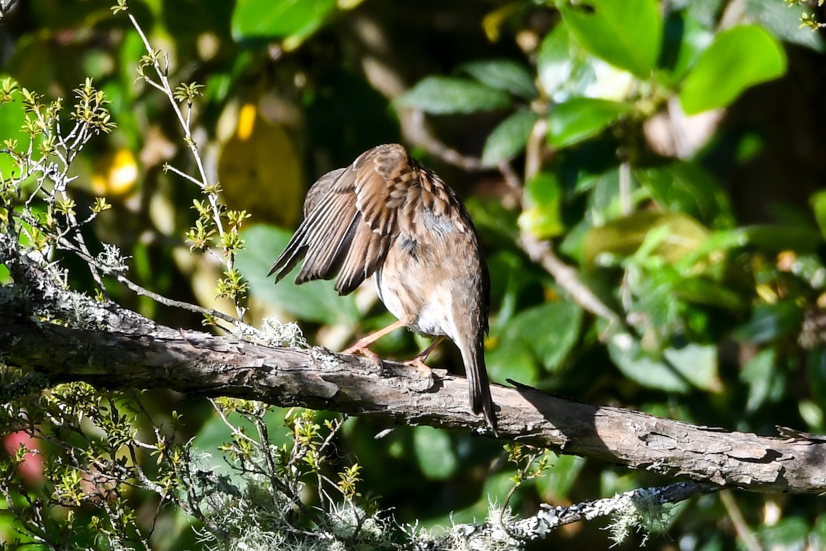 Dunnock - ML298420891