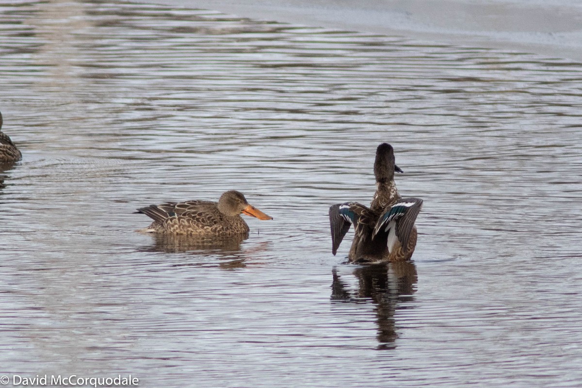 Northern Shoveler - ML298421141