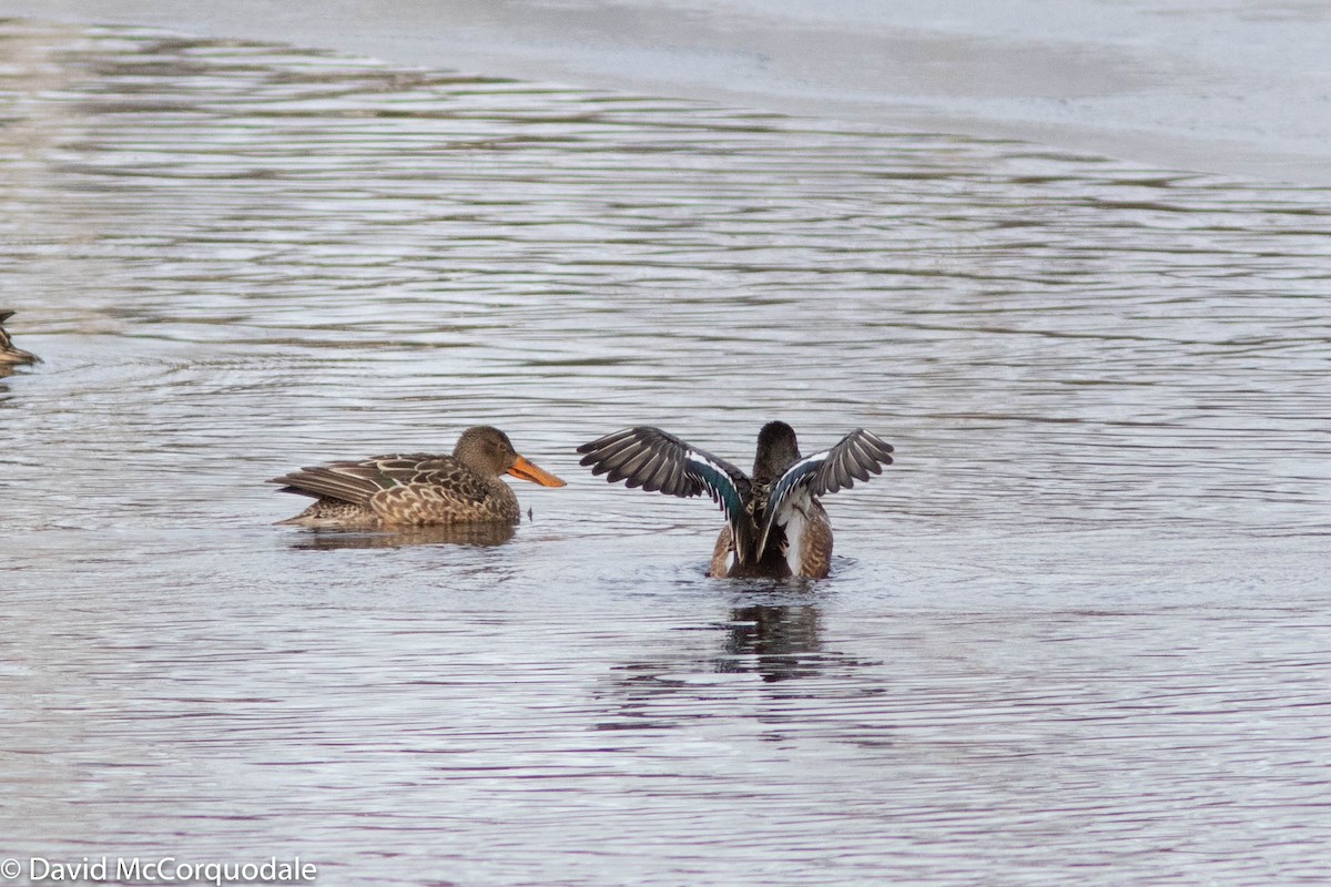 Northern Shoveler - ML298421171