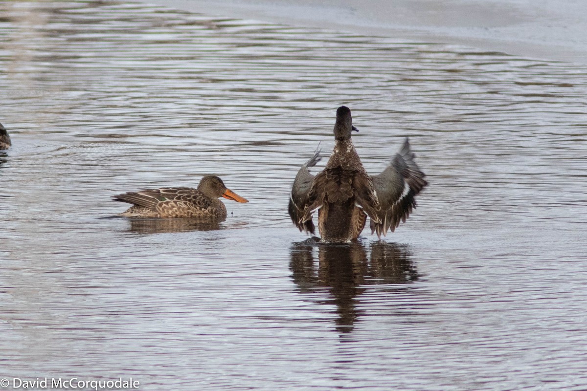 Northern Shoveler - ML298421181