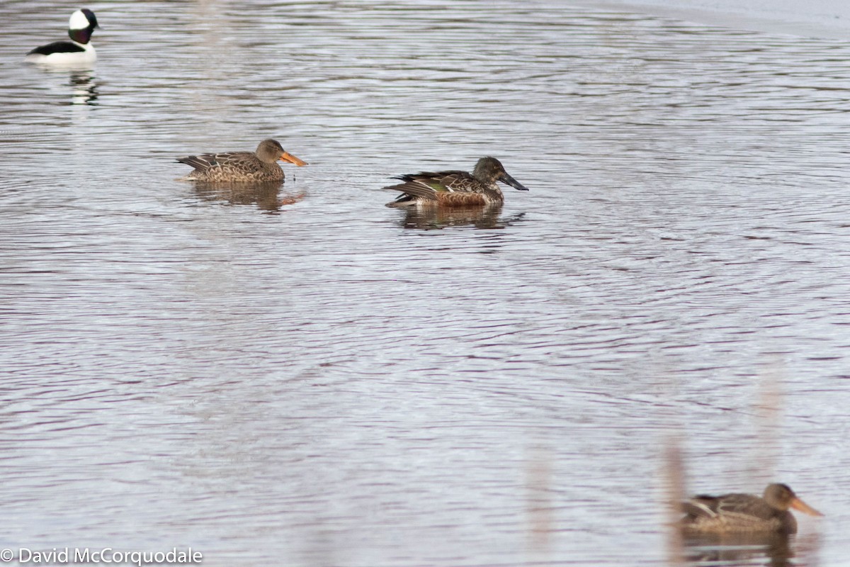 Northern Shoveler - ML298421211