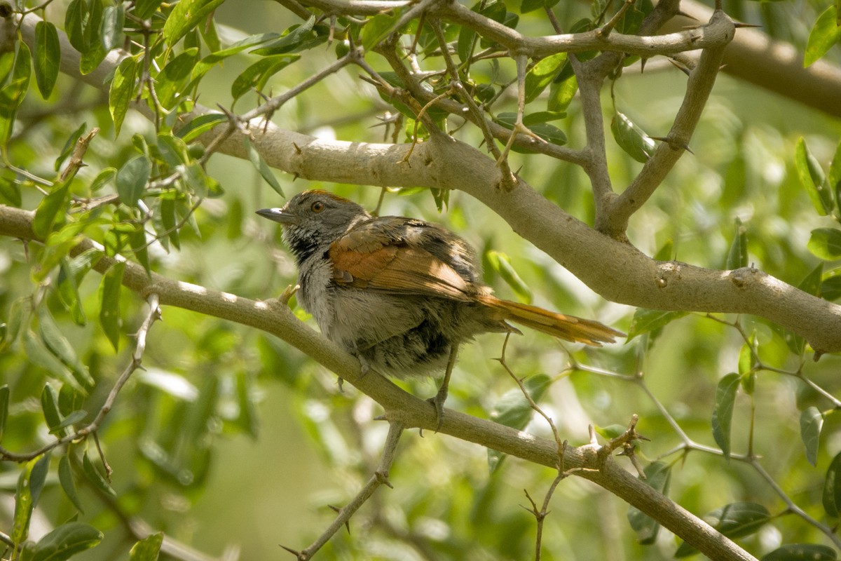 Sooty-fronted Spinetail - ML298421791