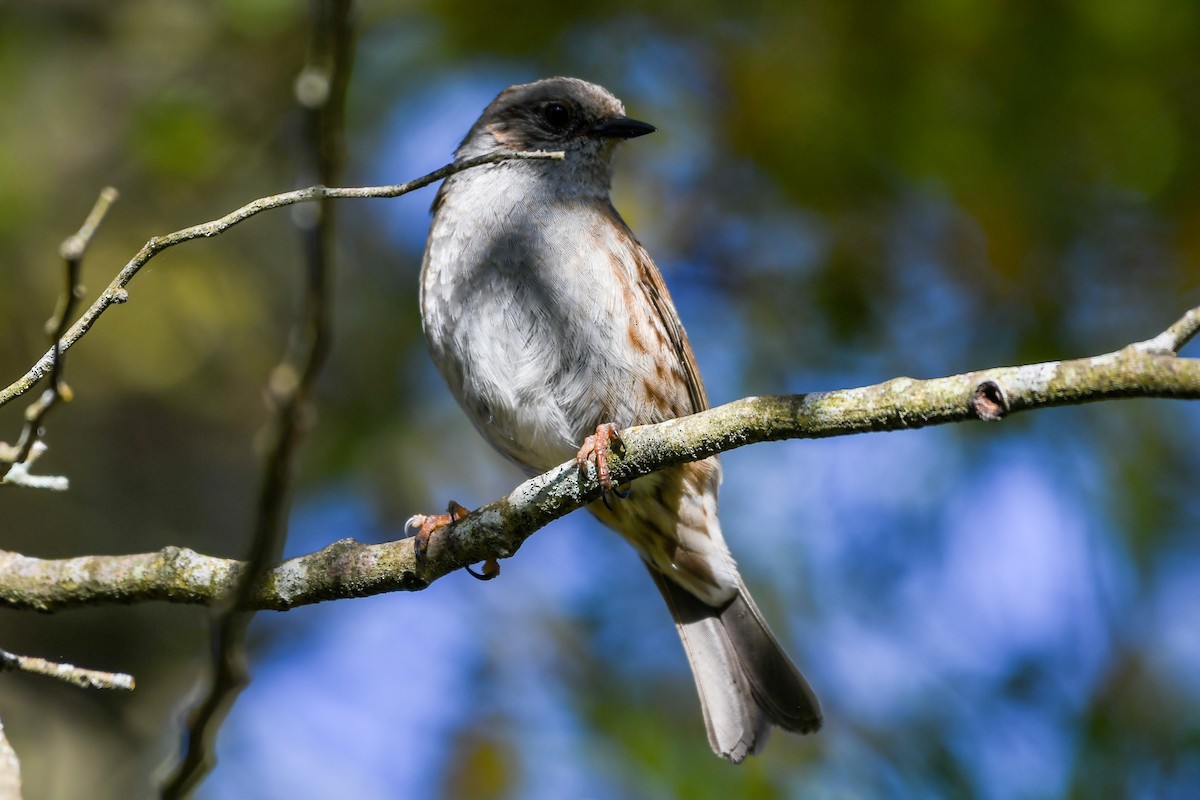 Dunnock - ML298423301