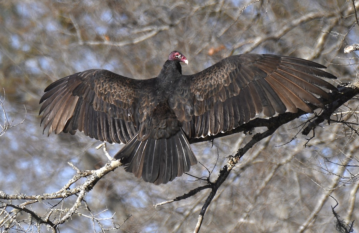 Turkey Vulture - ML298423901