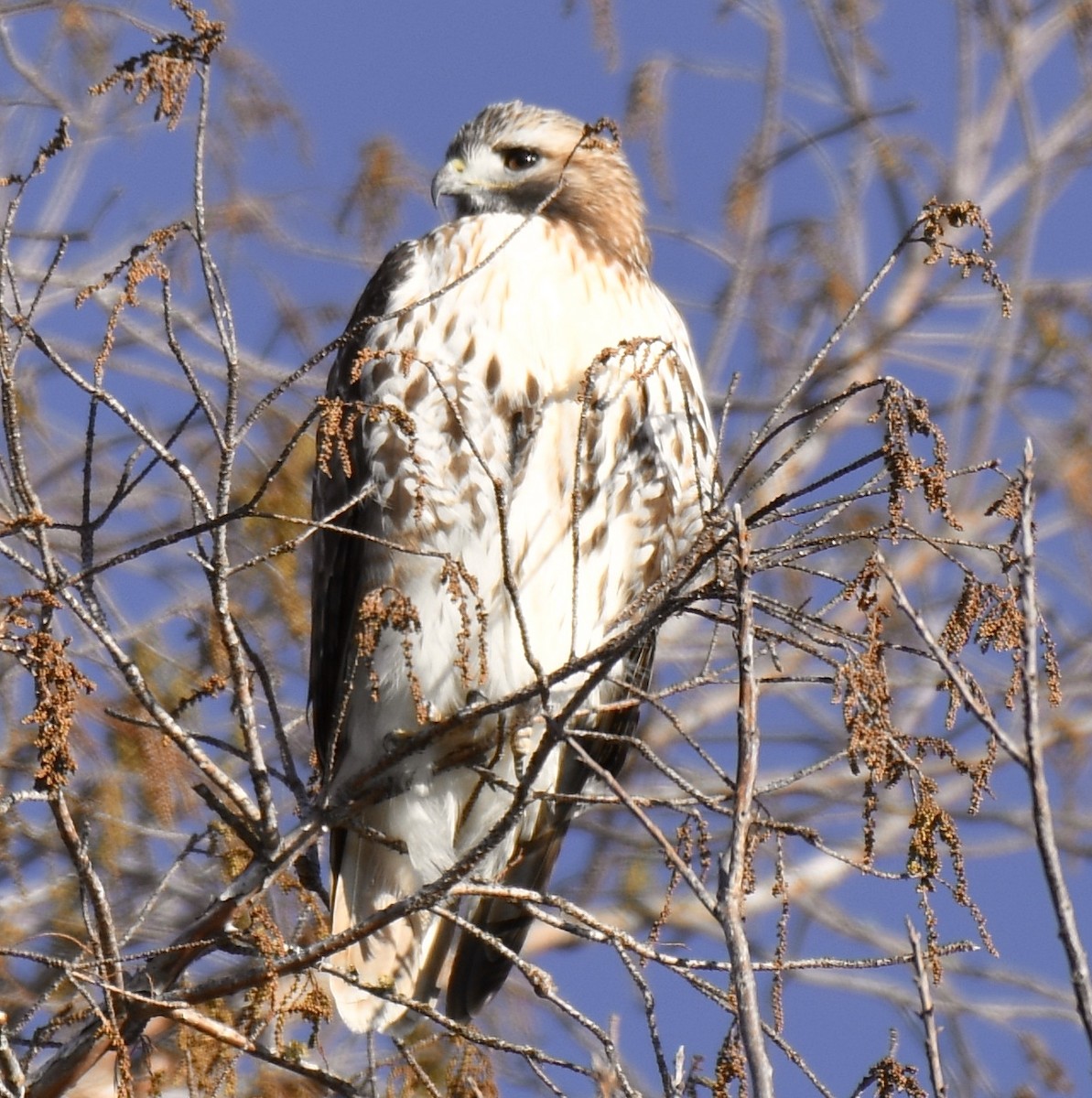 Red-tailed Hawk - ML298424261