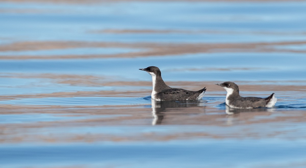 Craveri's Murrelet - ML298424461