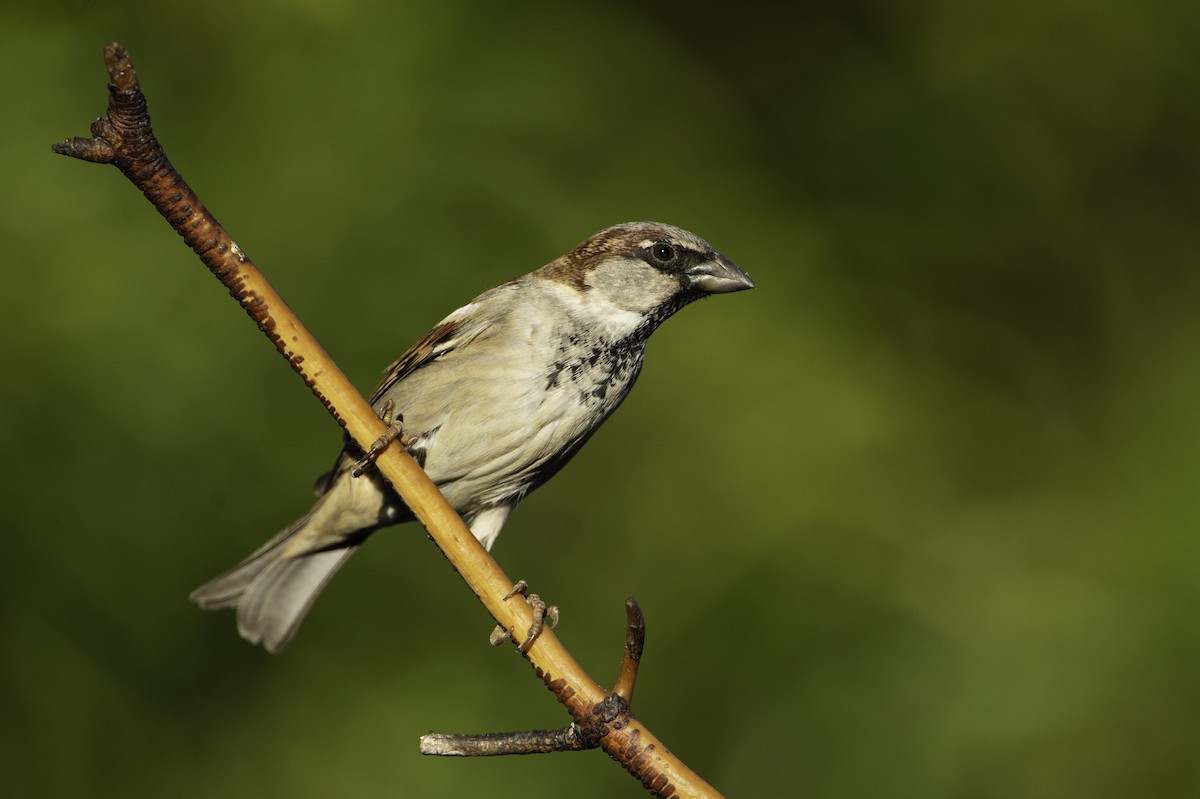 House Sparrow - Neil Rucker