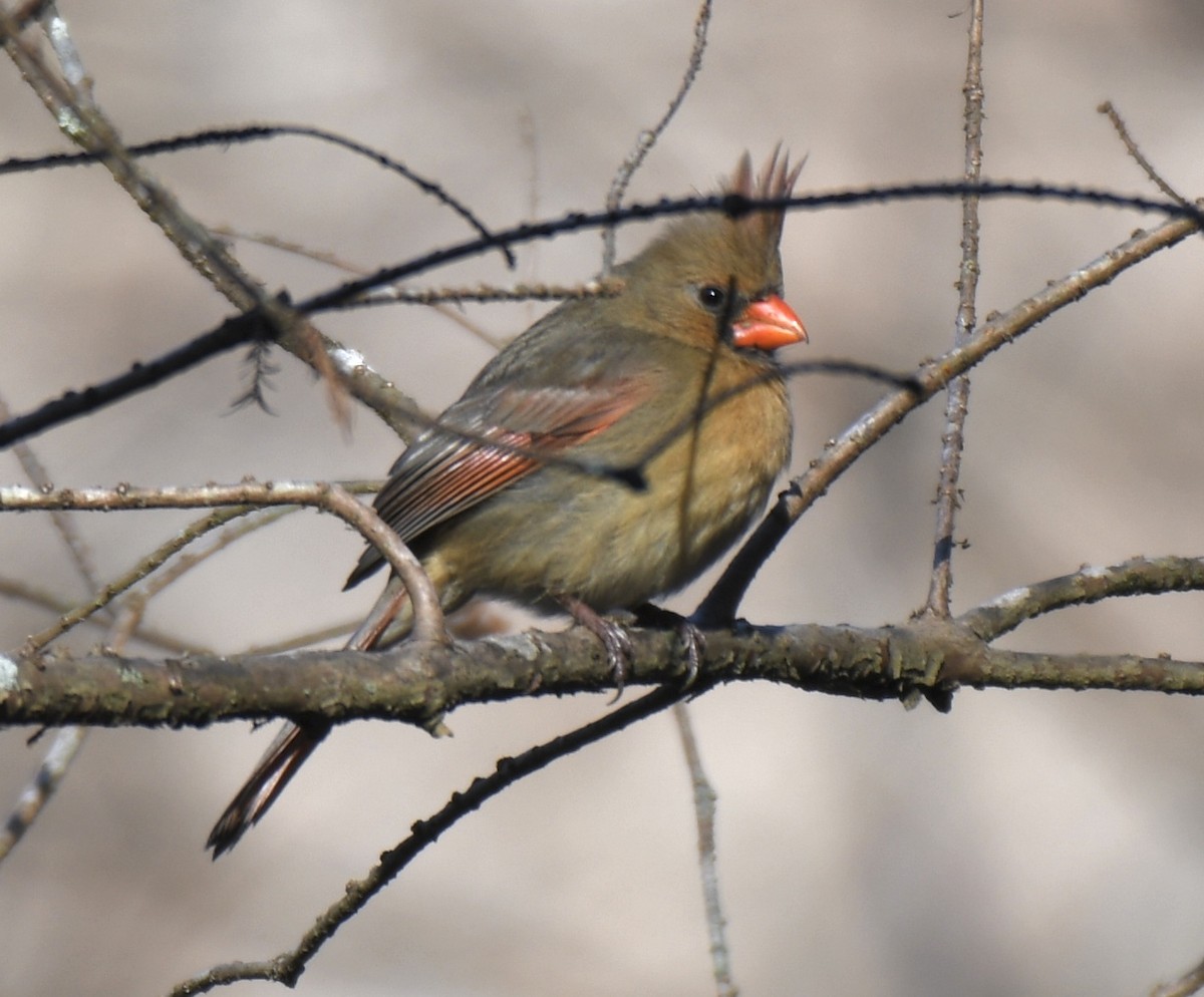 Northern Cardinal - Cyndy Hardaker