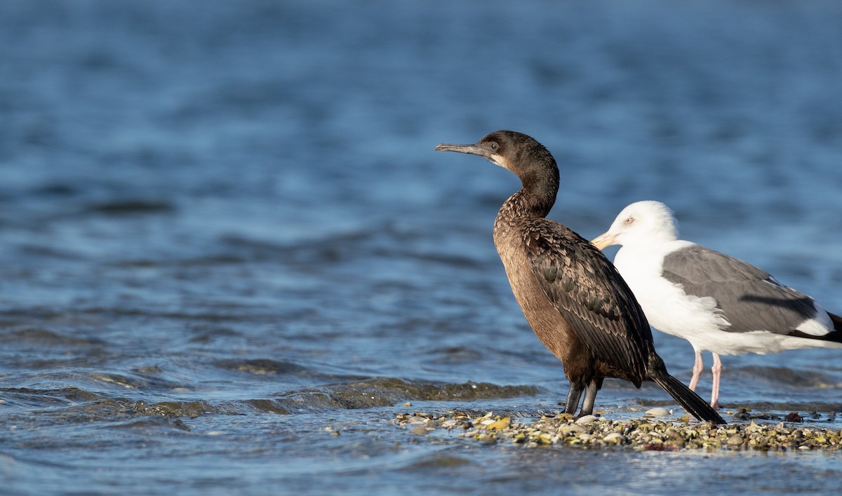 Brandt's Cormorant - ML298427971