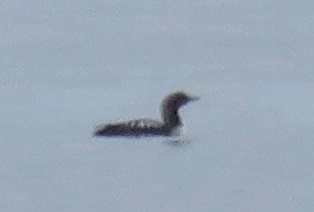 Pacific Loon - ML29842891