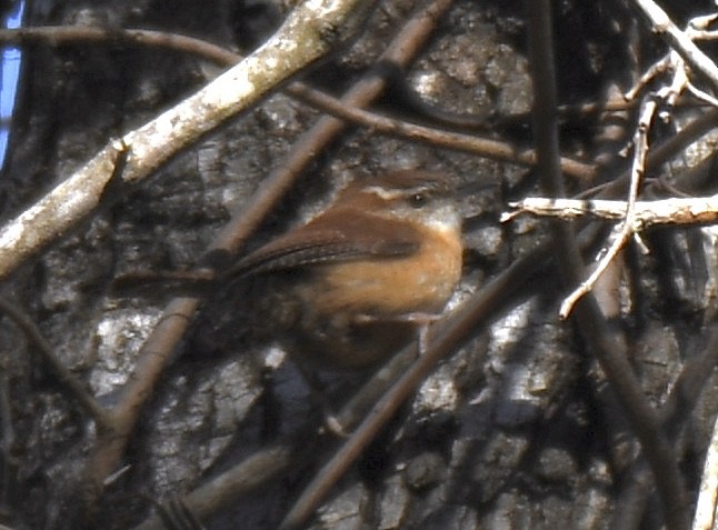 Carolina Wren - ML298429181