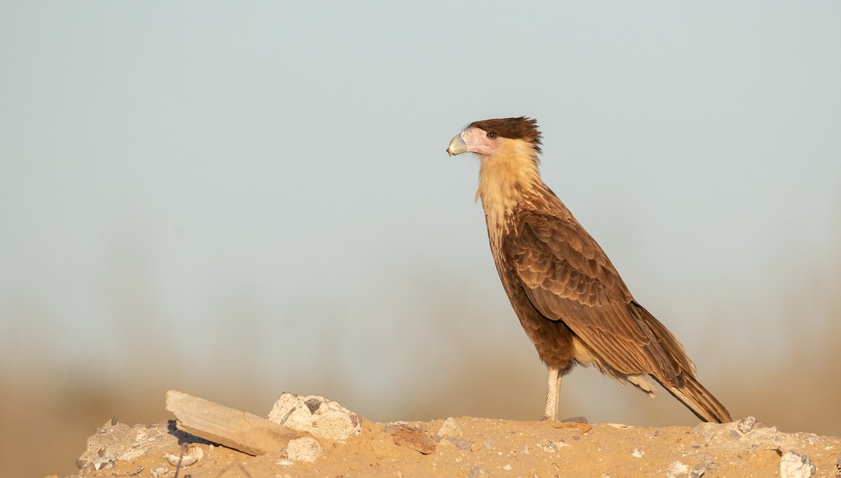 Crested Caracara (Northern) - ML298430301