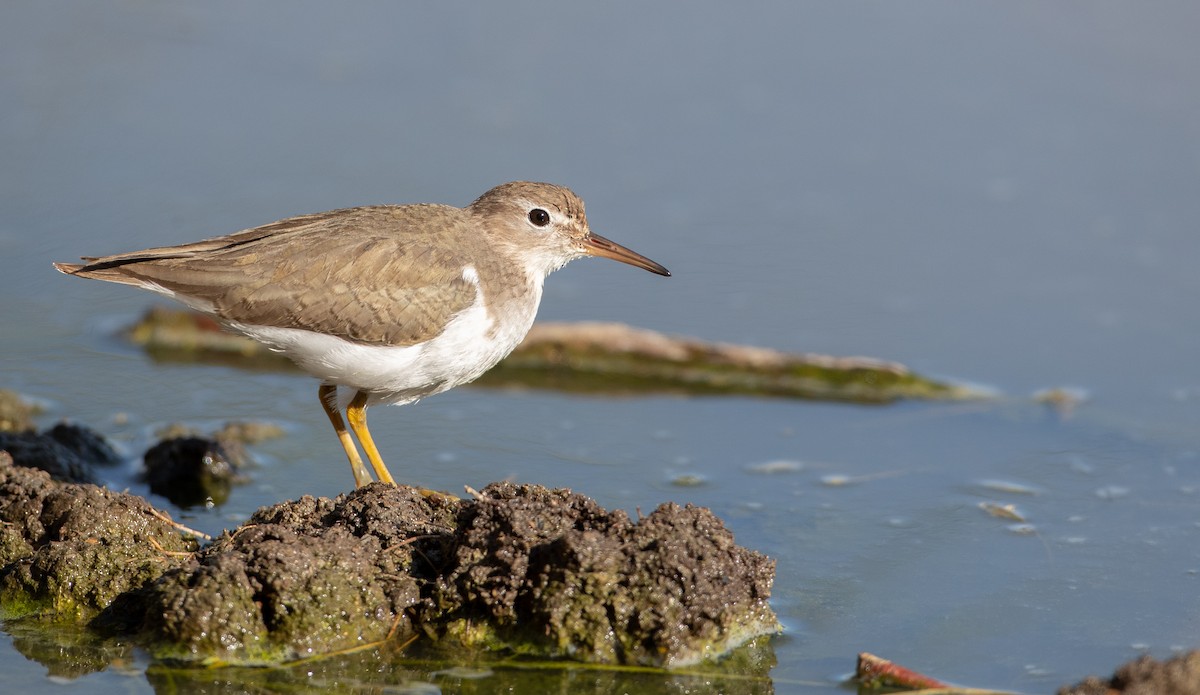 Spotted Sandpiper - ML298431701